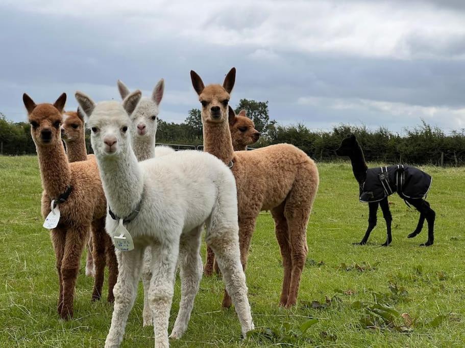 The Alpaca Farmhouse With Hot Tub And Alpaca Experience Included Dromara ภายนอก รูปภาพ