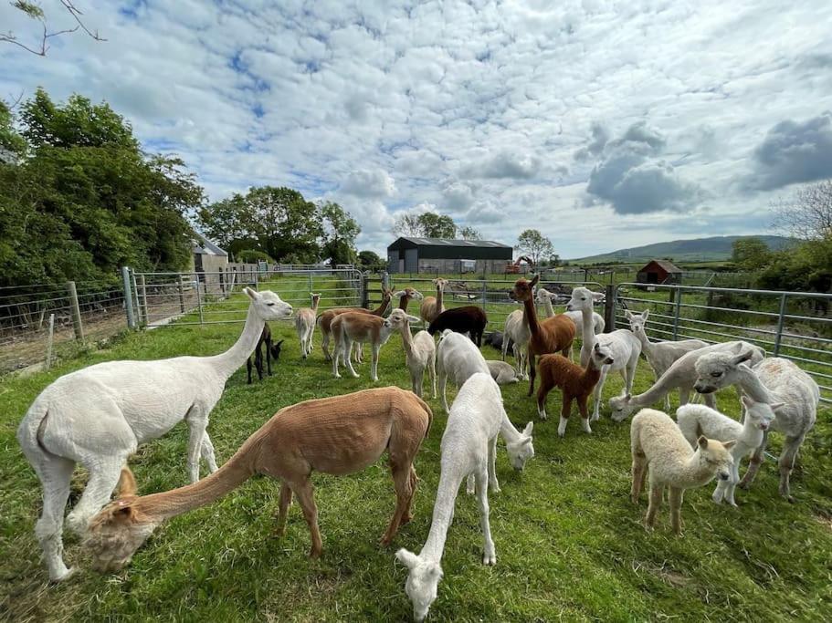 The Alpaca Farmhouse With Hot Tub And Alpaca Experience Included Dromara ภายนอก รูปภาพ