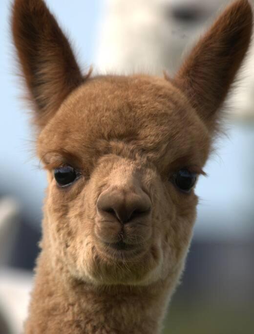 The Alpaca Farmhouse With Hot Tub And Alpaca Experience Included Dromara ภายนอก รูปภาพ
