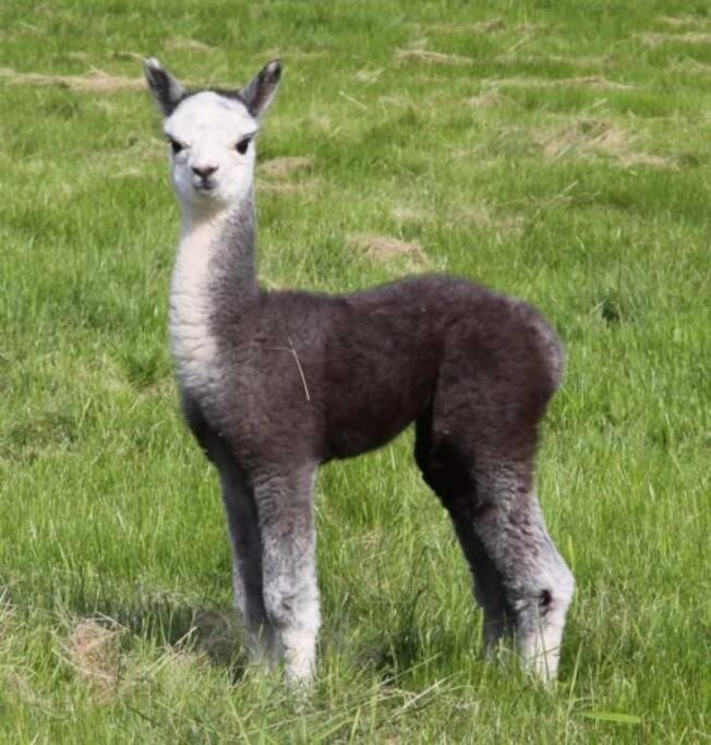 The Alpaca Farmhouse With Hot Tub And Alpaca Experience Included Dromara ภายนอก รูปภาพ
