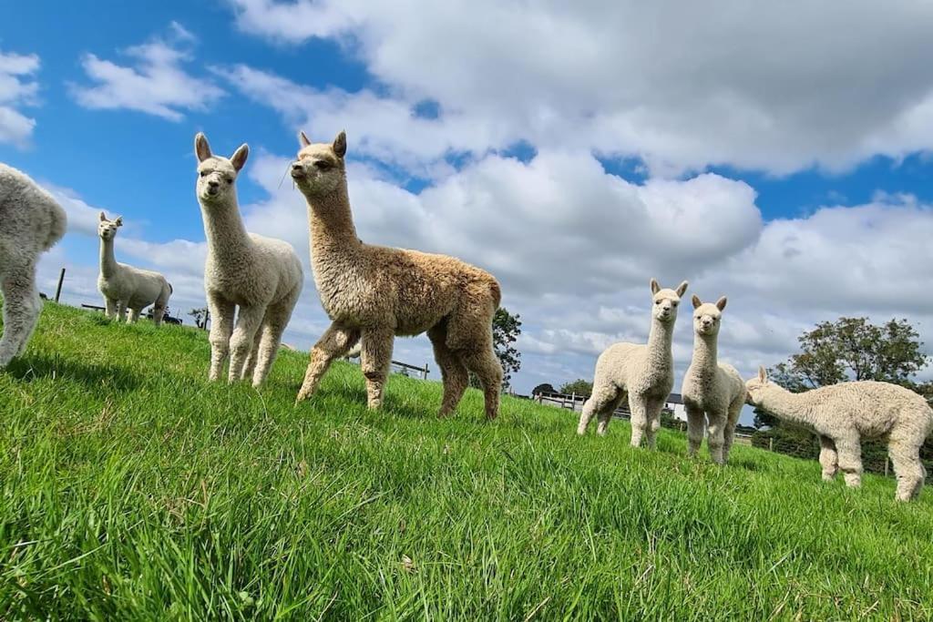 The Alpaca Farmhouse With Hot Tub And Alpaca Experience Included Dromara ภายนอก รูปภาพ