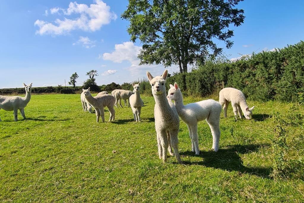 The Alpaca Farmhouse With Hot Tub And Alpaca Experience Included Dromara ภายนอก รูปภาพ