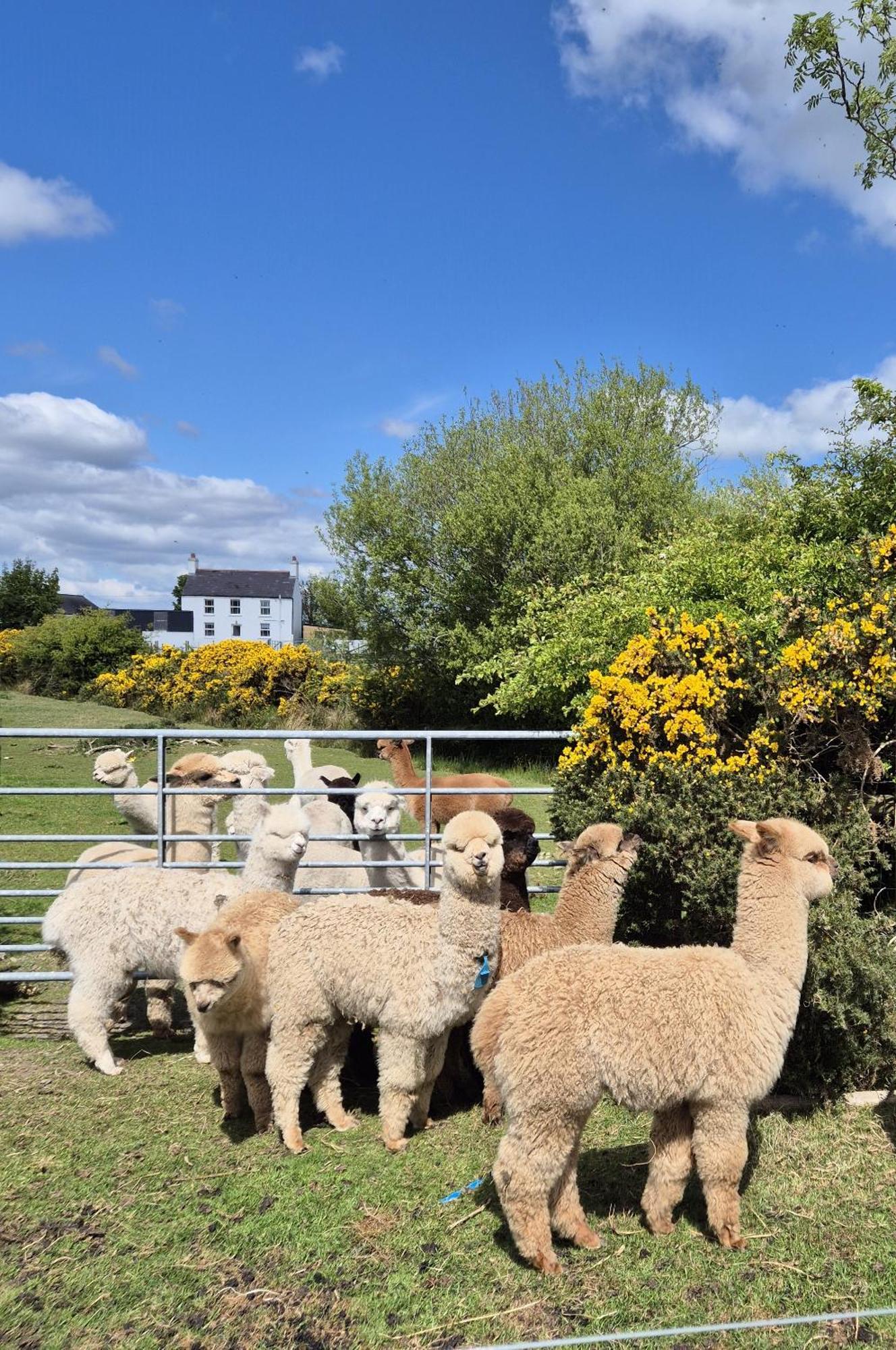 The Alpaca Farmhouse With Hot Tub And Alpaca Experience Included Dromara ภายนอก รูปภาพ